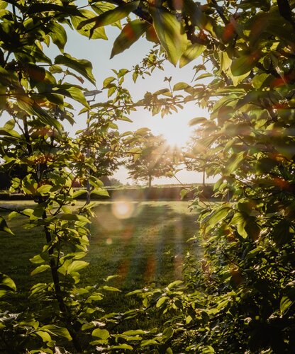 Aufnahme der Geinberger Natur mit grünen Pflanzen und Sonnenschein | © Spa Resort Geinberg / Chris Perkles